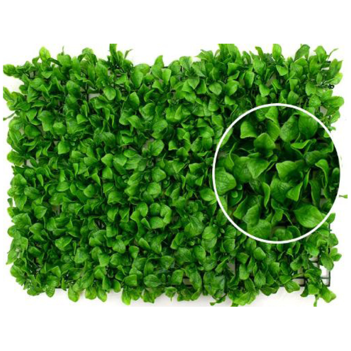 Wall Plant