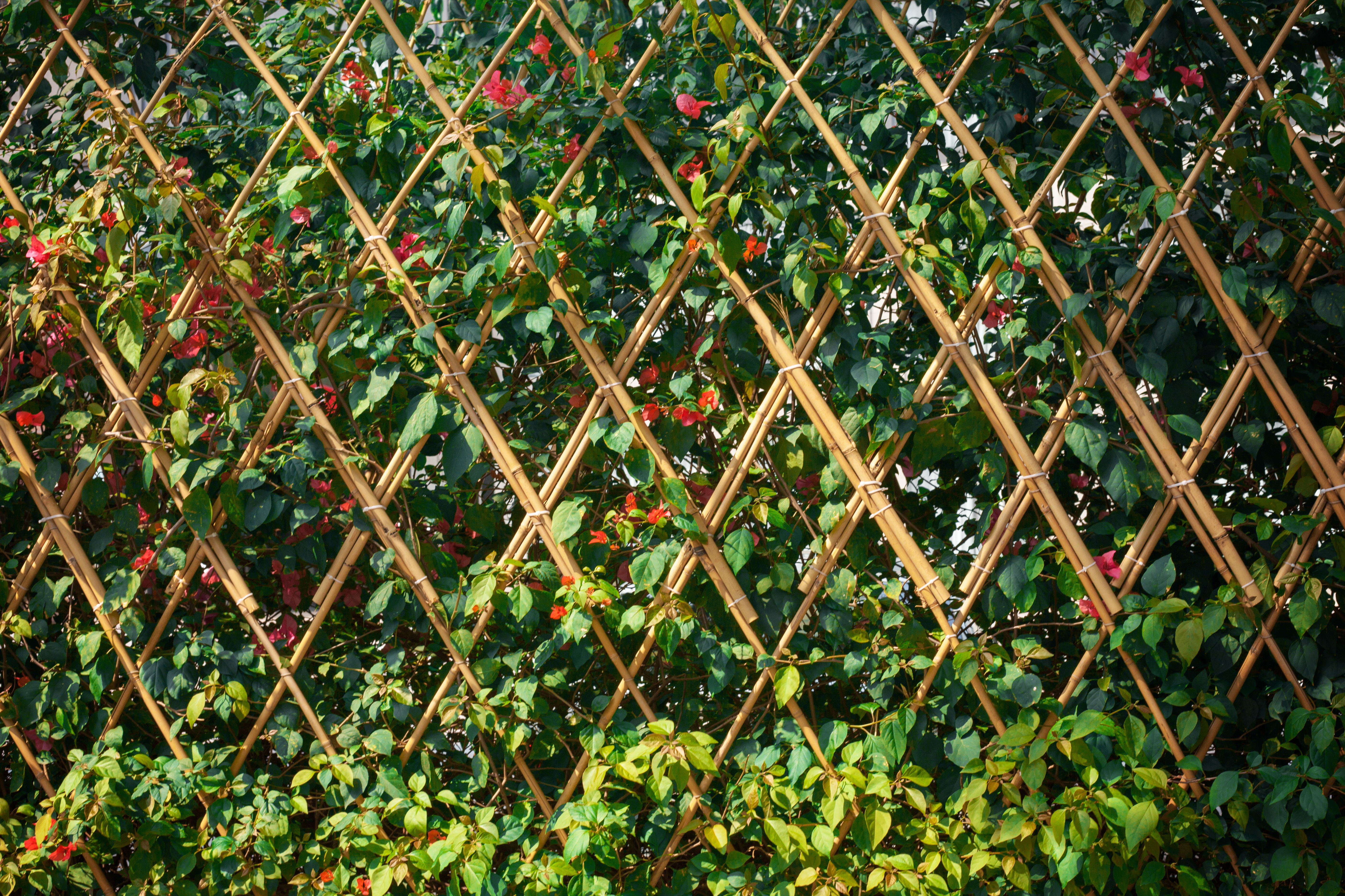 Expandabel Bamboo Fence