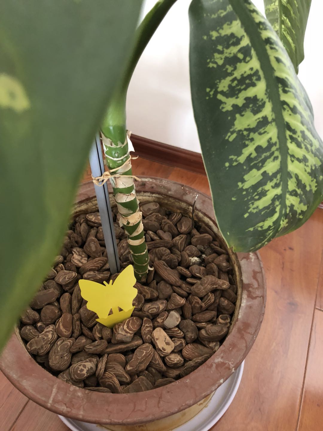Butterfly Shape Flying Insects Glue Trap