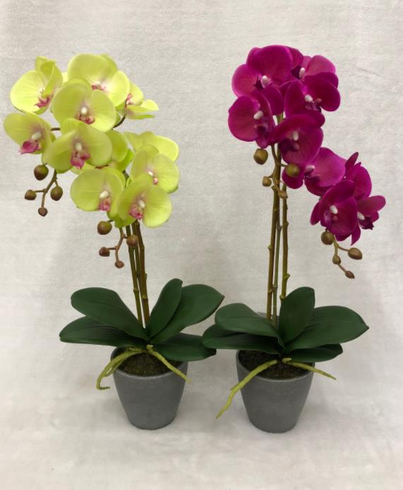 50#potted Orchid