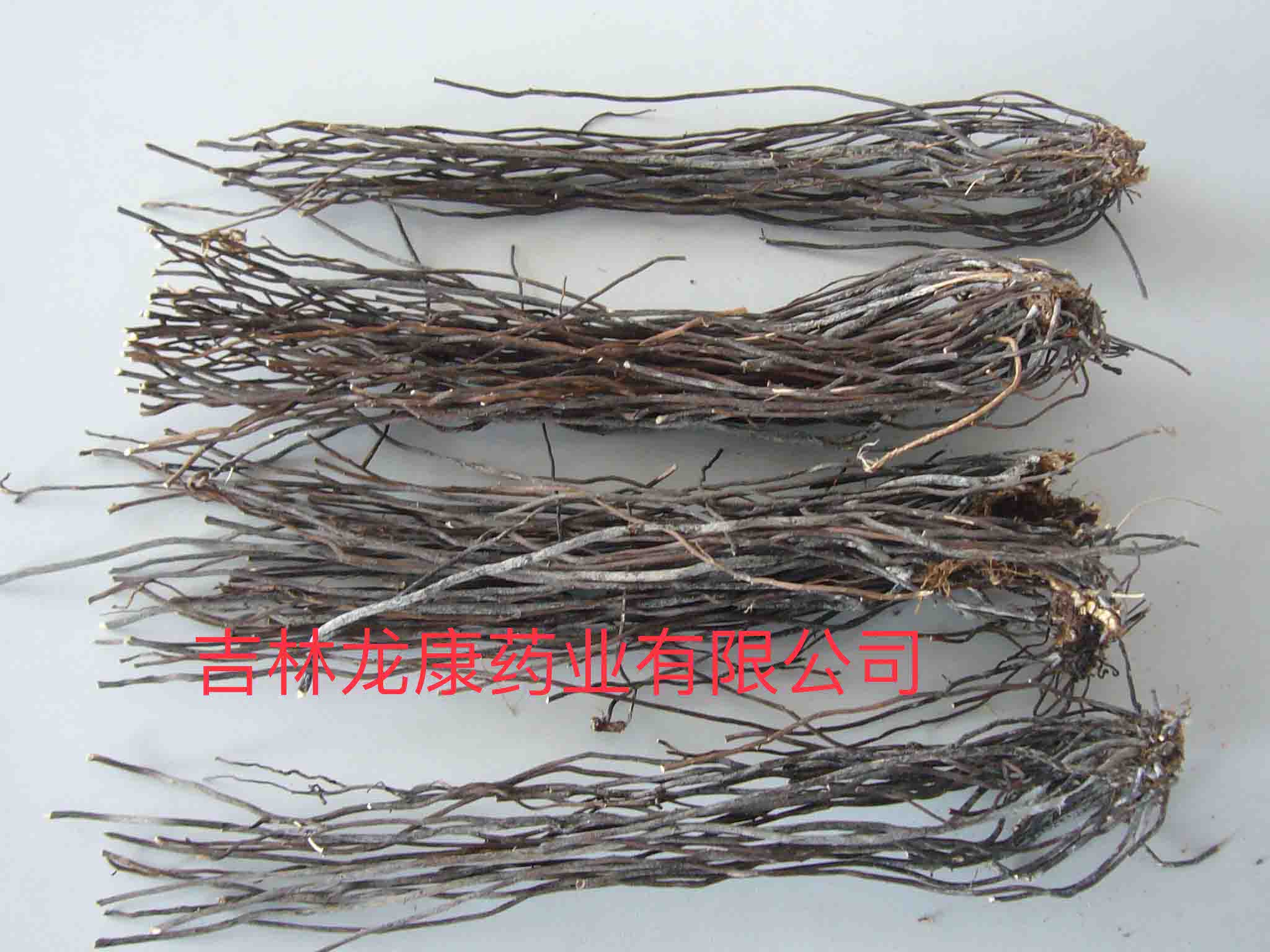 Clematis Root