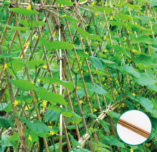 Natural Bamboo