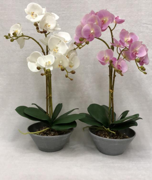 68#potted Orchid
