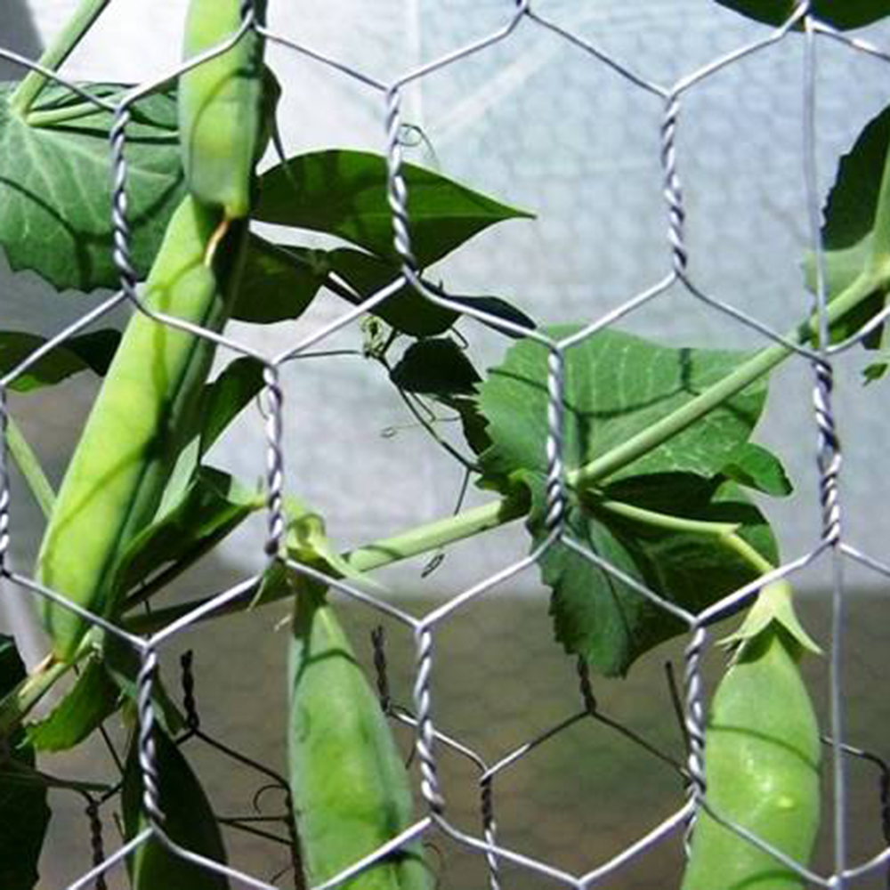 Hexagonal Wire Netting Galvanized Hexagonal Wire Netting Hexagonal Wire Netting Mesh