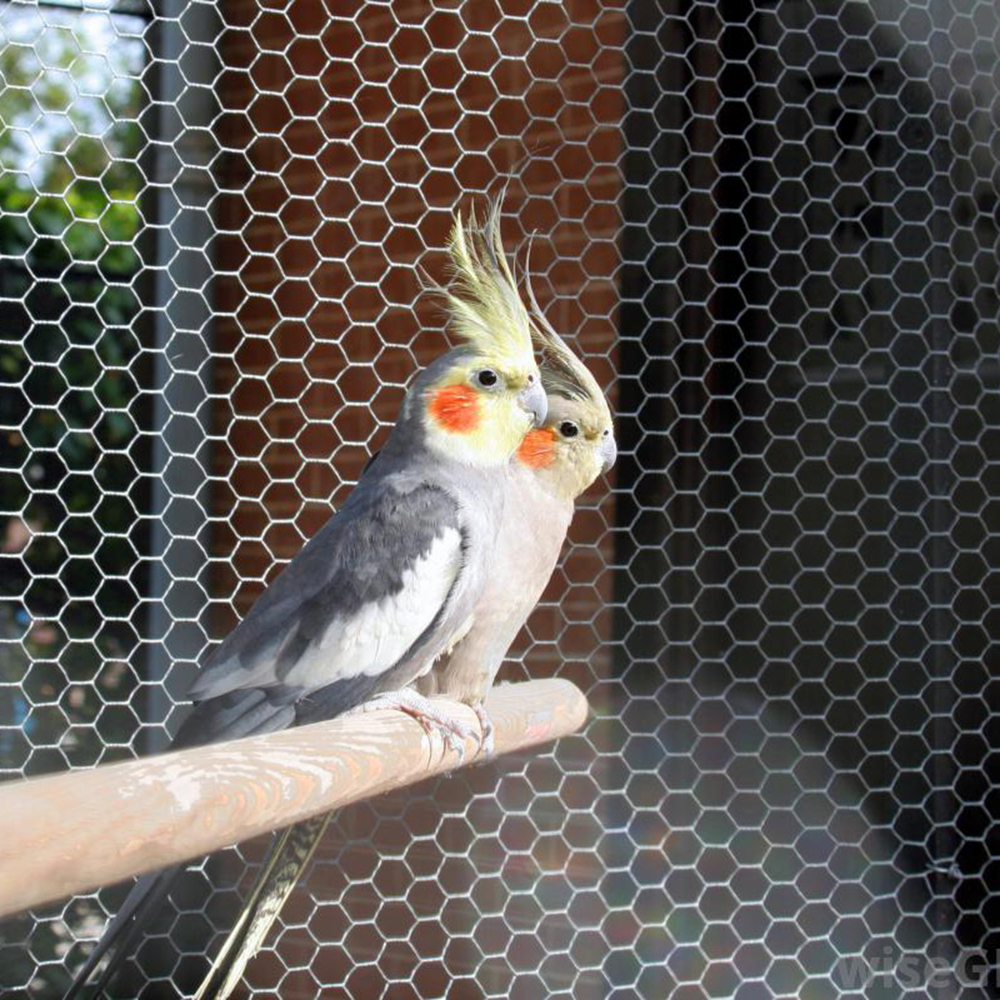 Chicken Wire Netting