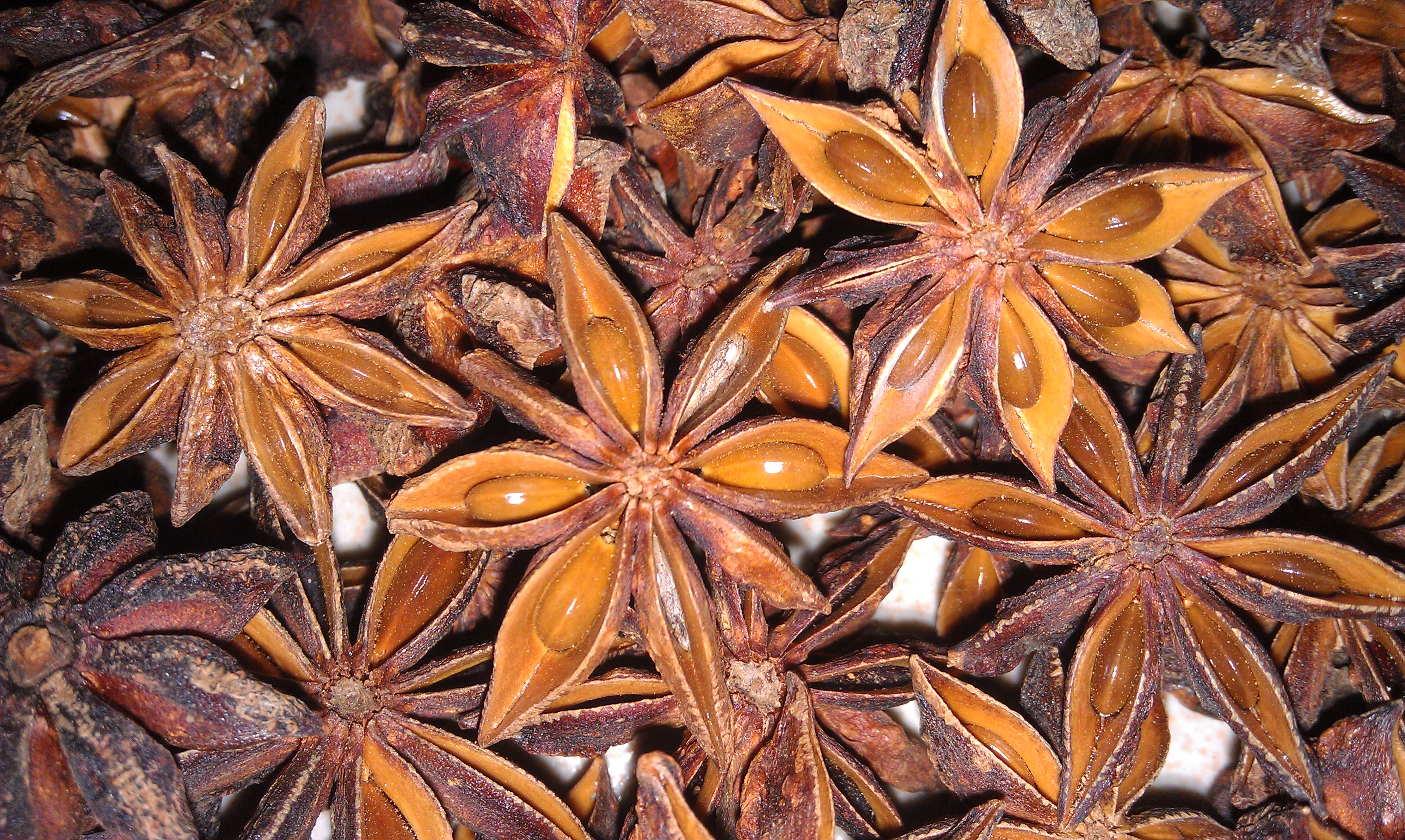 Star Aniseed