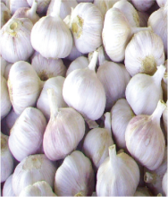 Fresh Garlic