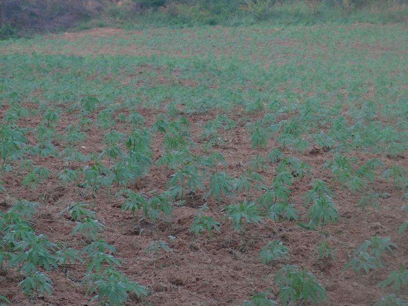 Shanxi Hongtian Jiali Agricultural Technology Co., Ltd. – Photos produits 2