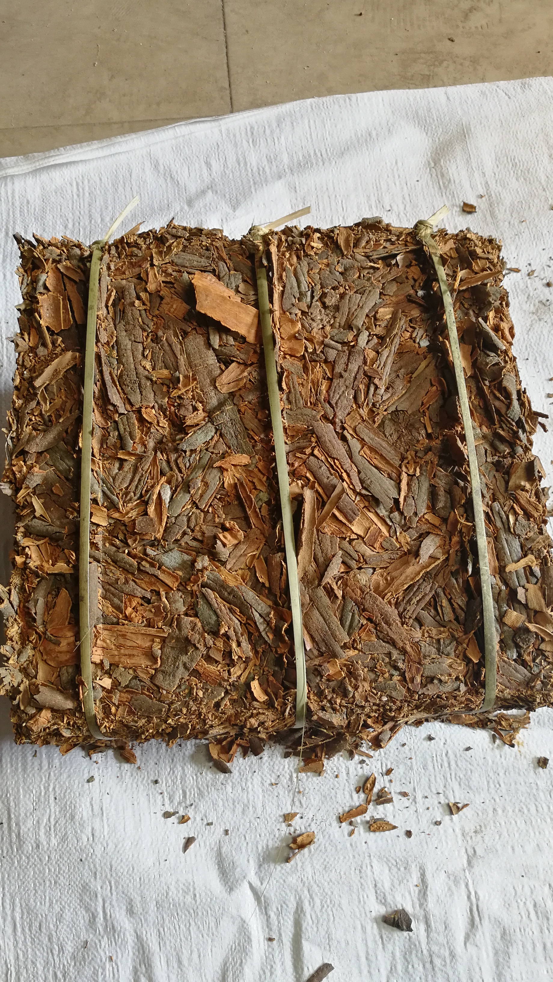 Cassia Broken