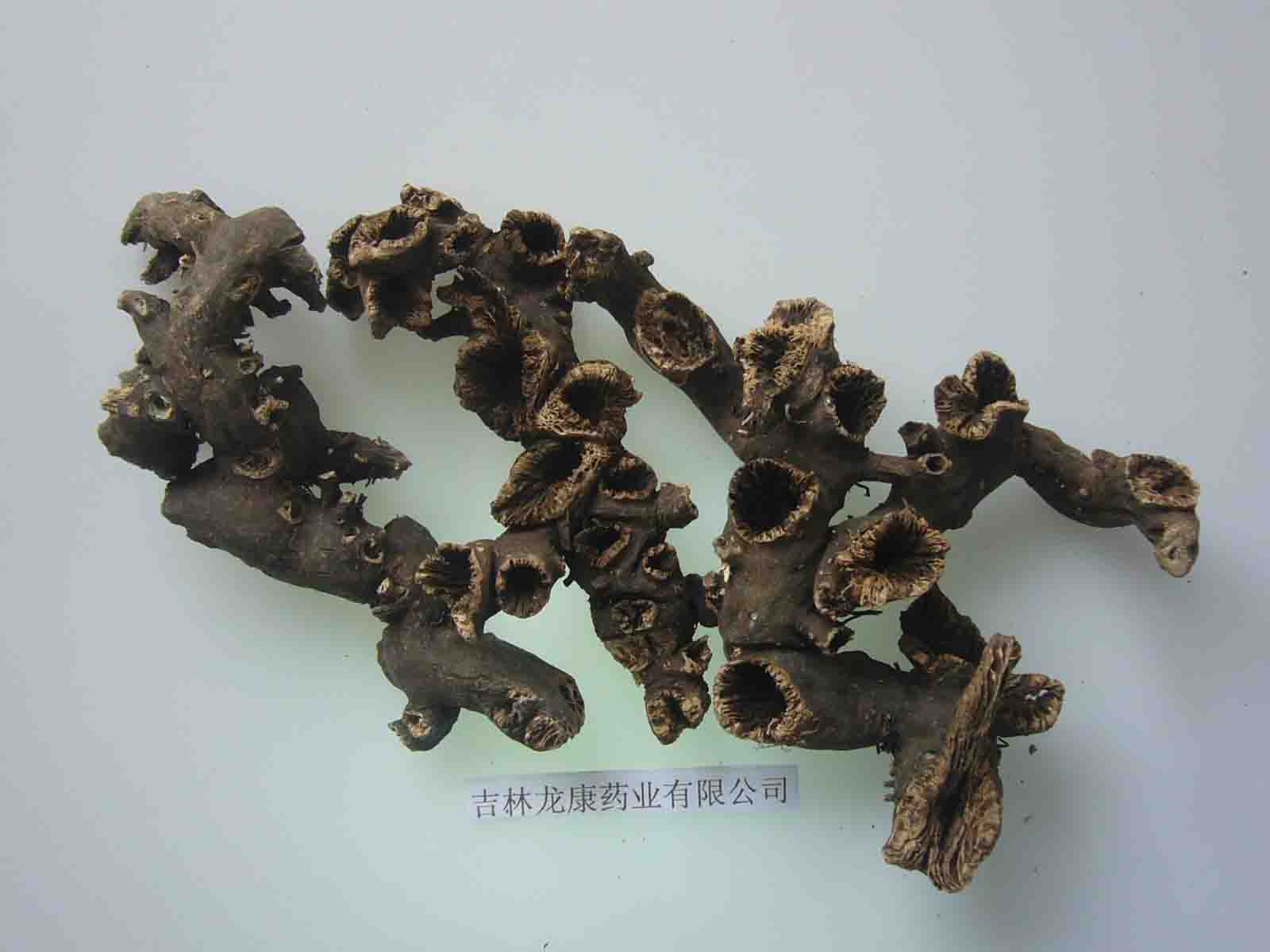 Cimicifuga Rhizome
