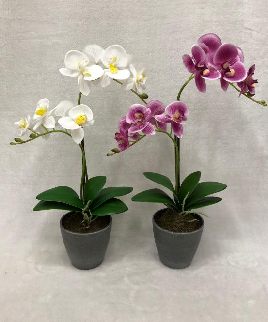 48#potted Orchid