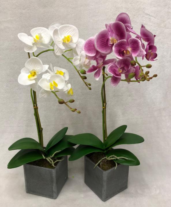 47#potted Orchid