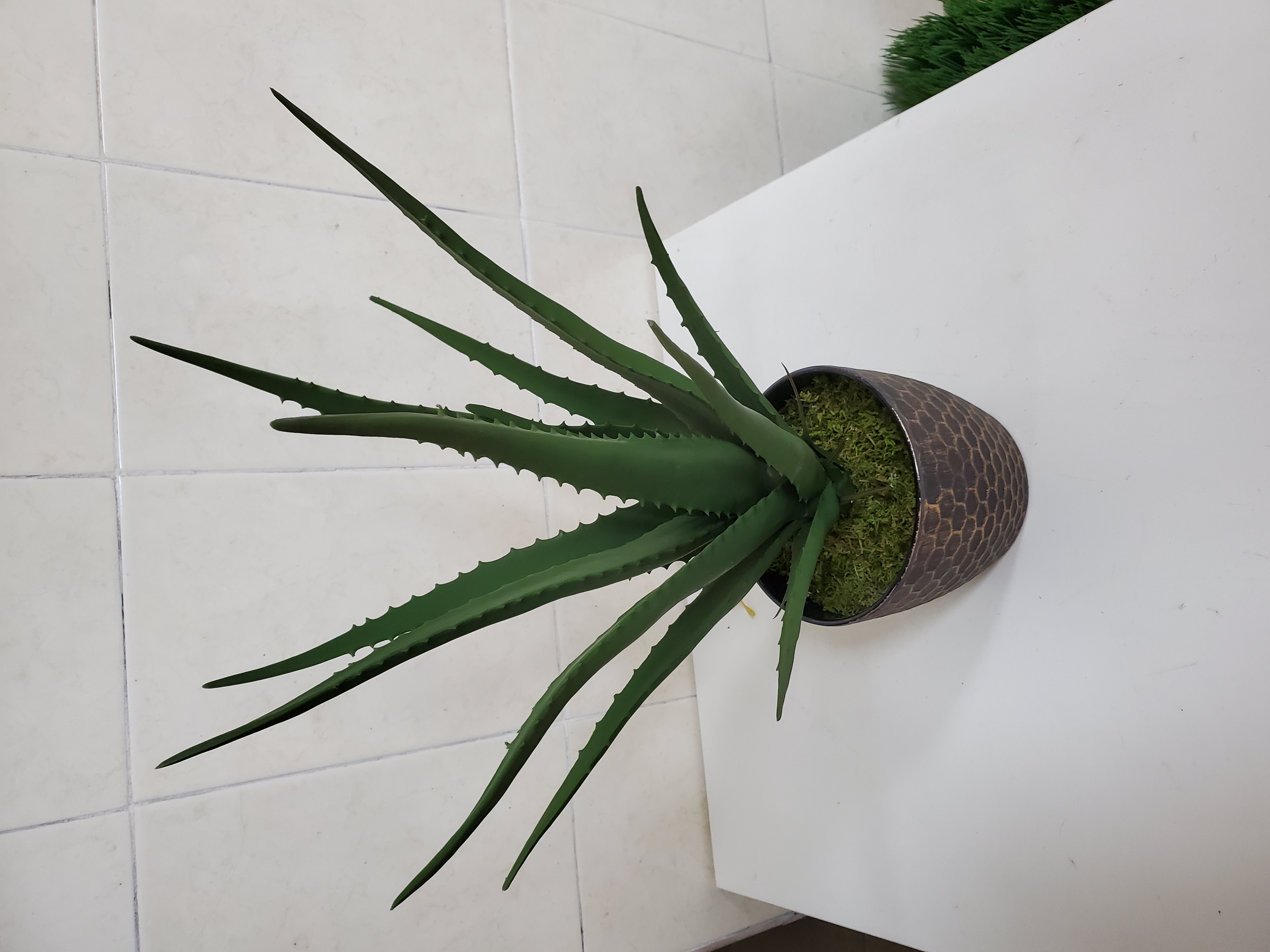 Simulation of aloe vera
