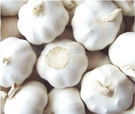 Fresh Garlic