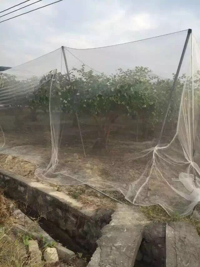 Bird net