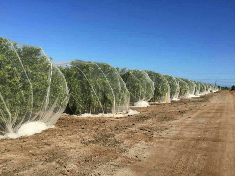 bee net