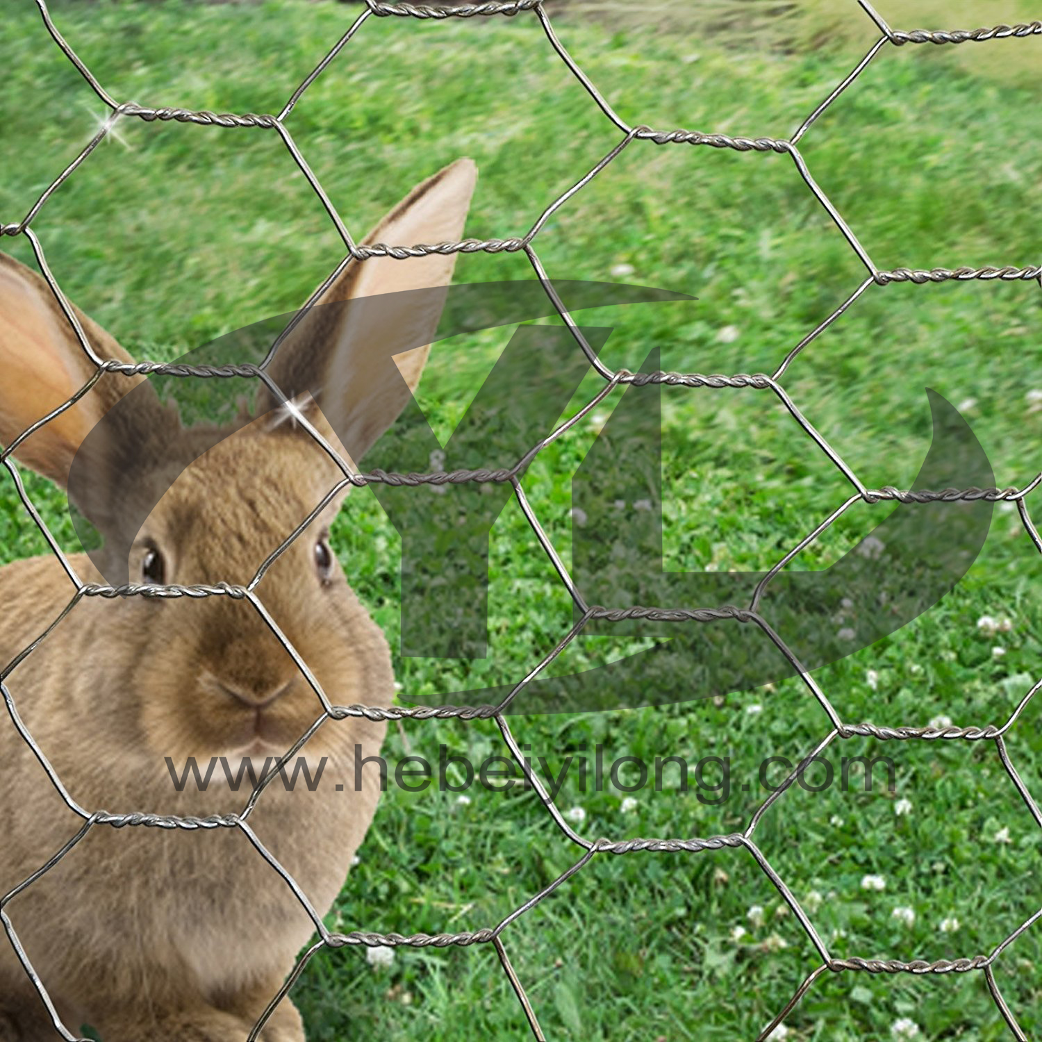 Galvanized Hexagonal Wire Netting