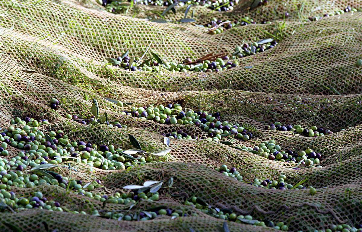 olive net