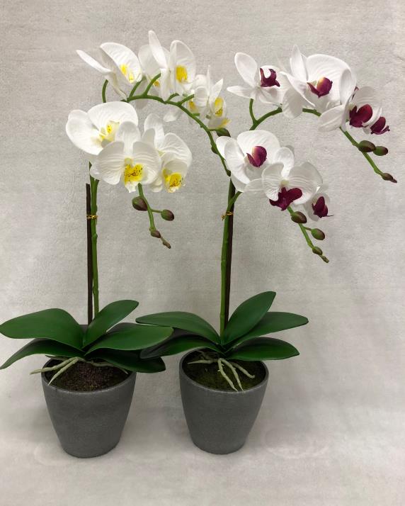 52#potted Orchid