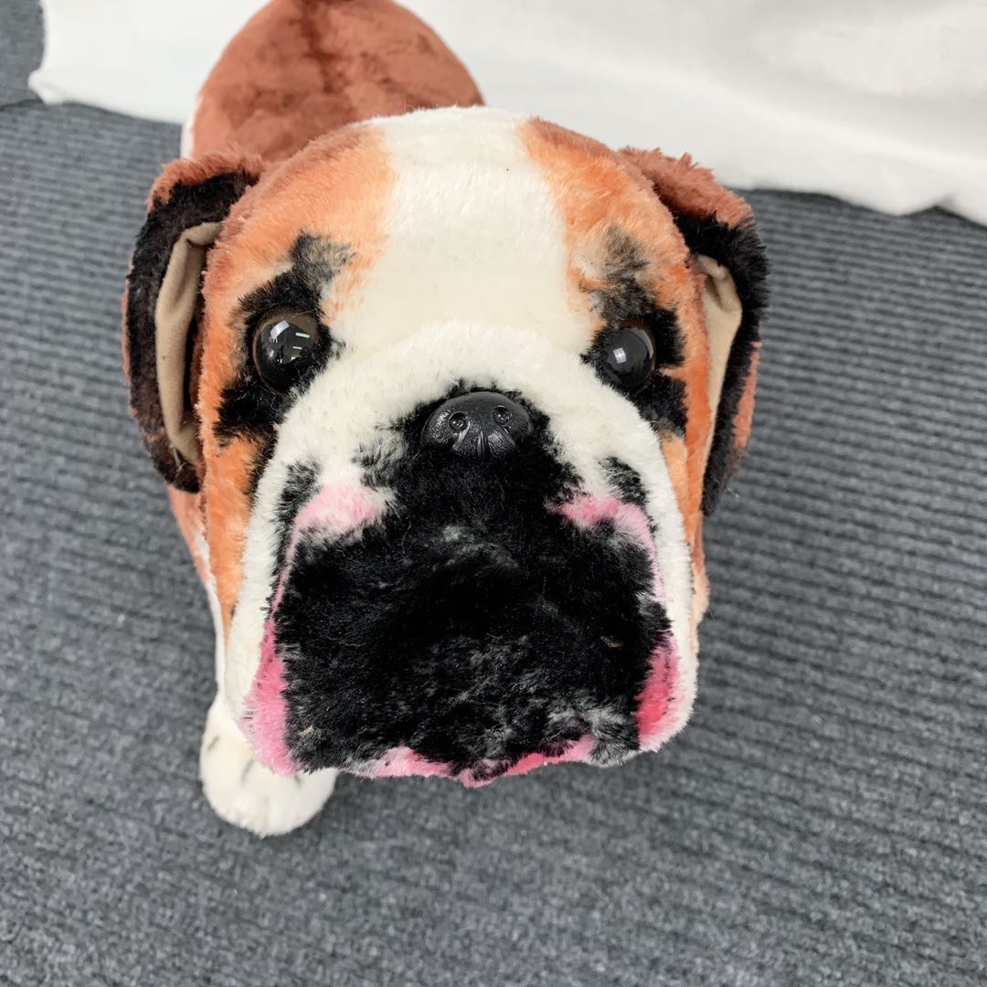 bull dog