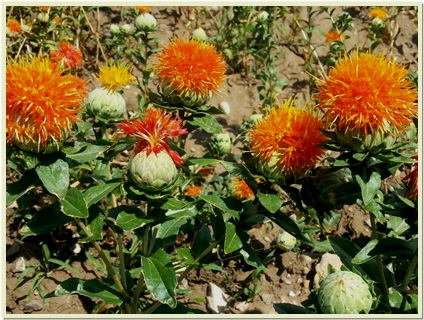 safflower