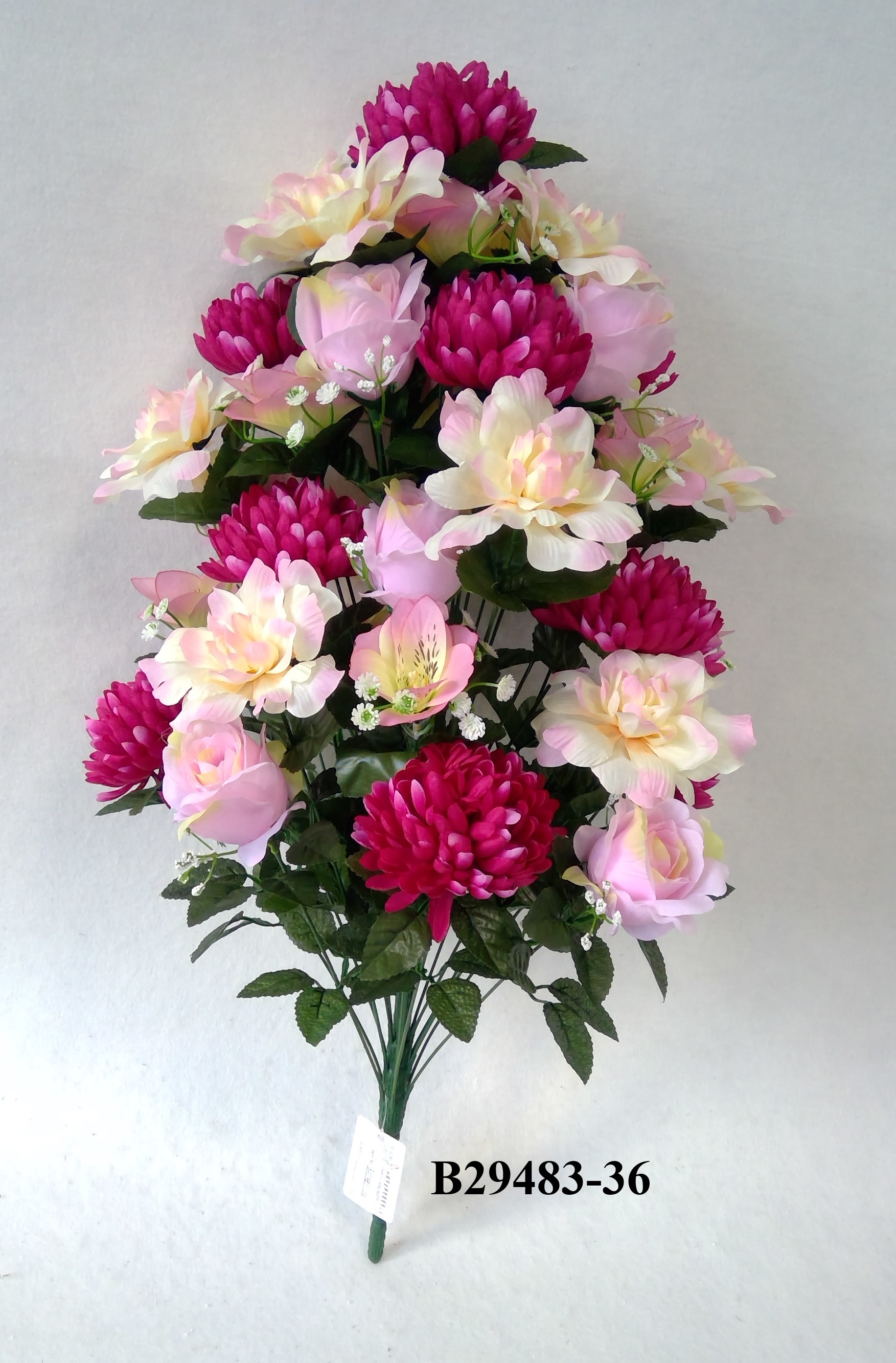 Blall mum peony rose mix bush x 36