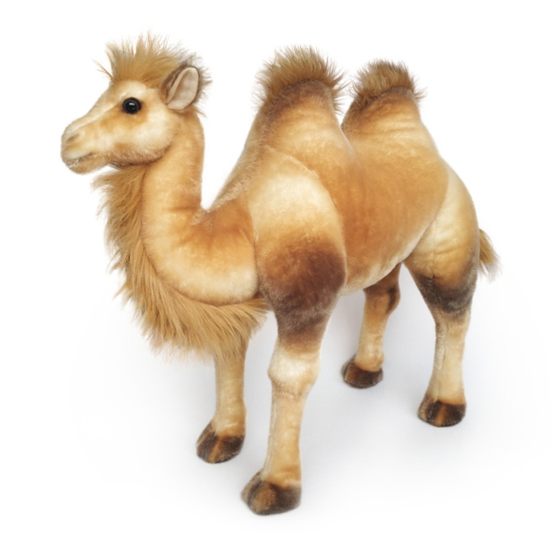 Standing Camel