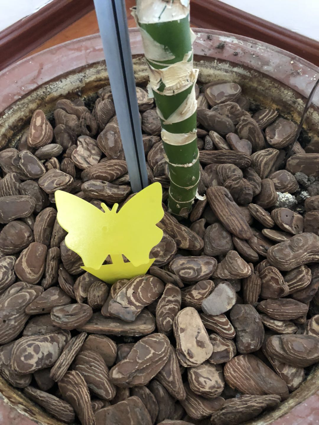 Butterfly Shape Flying Insects Glue Trap