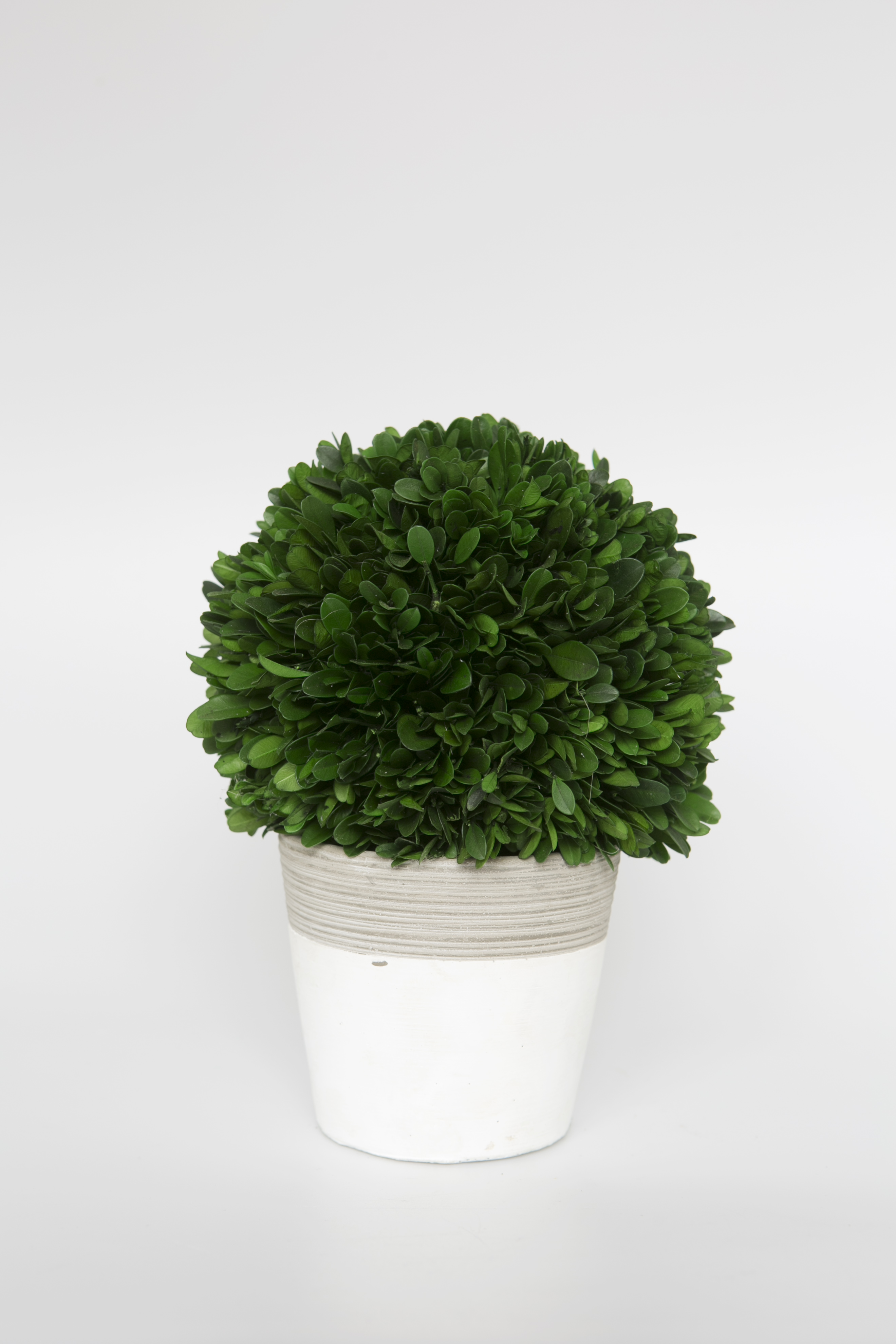 Preserved Boxwood