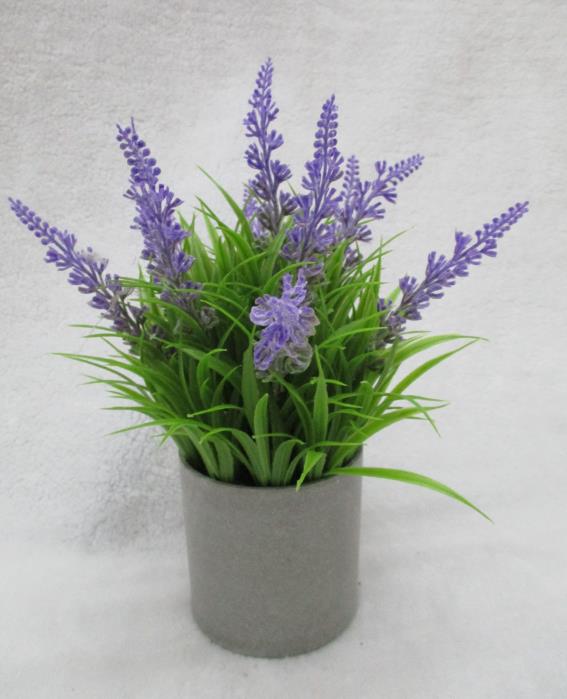 Potted Lavender