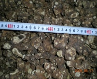Rhizome of Largehead Atractylodes