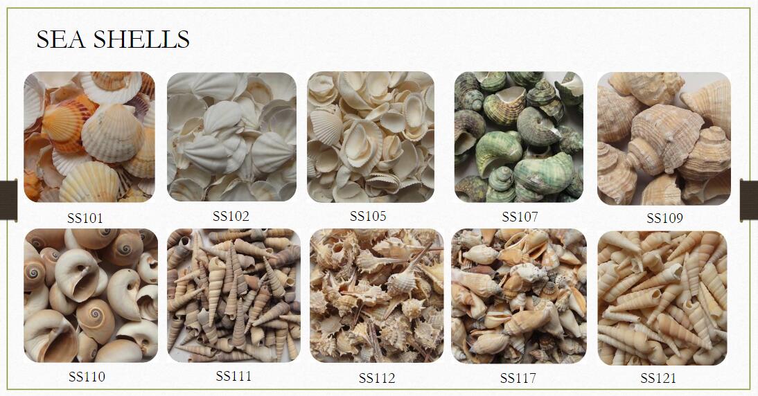 Sea Shells