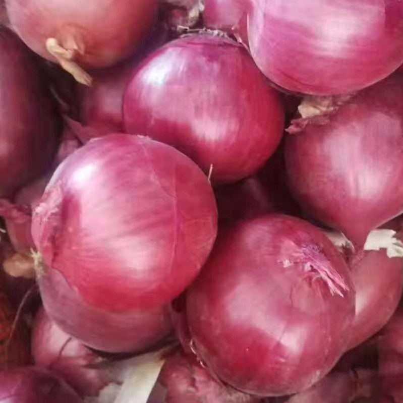 2021 Fresh Red Onion