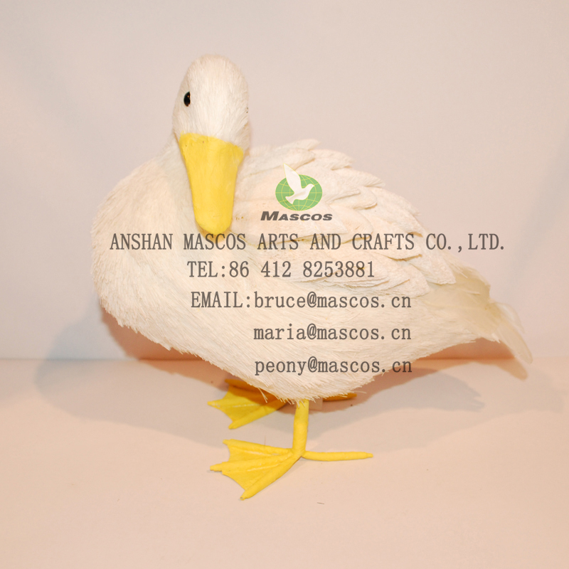 White Duck Resting