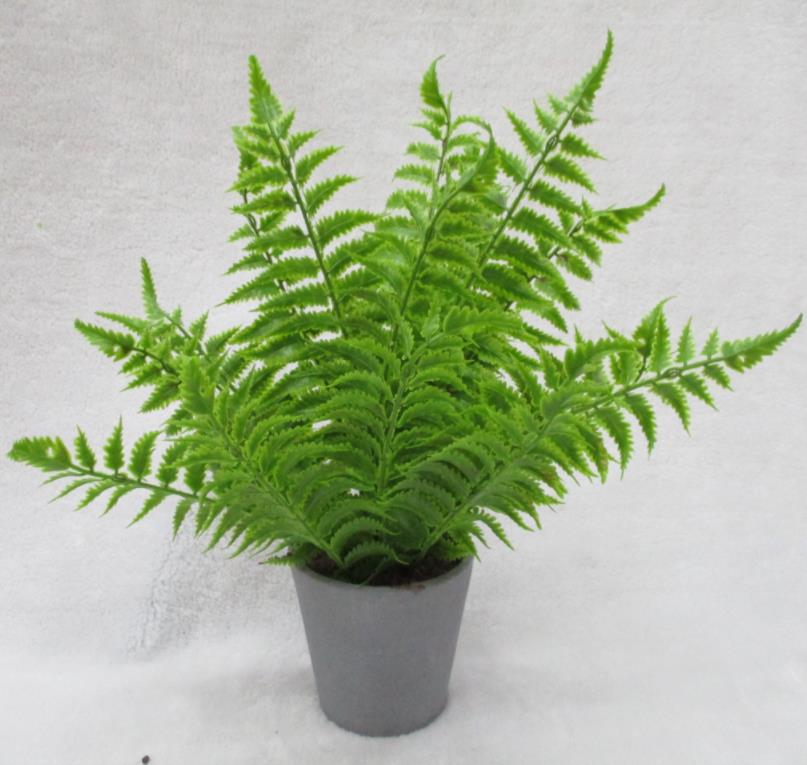 Potted Tropical Plants