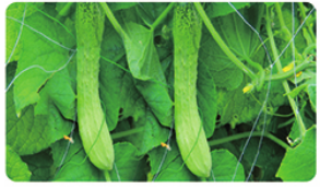 Cucumber net