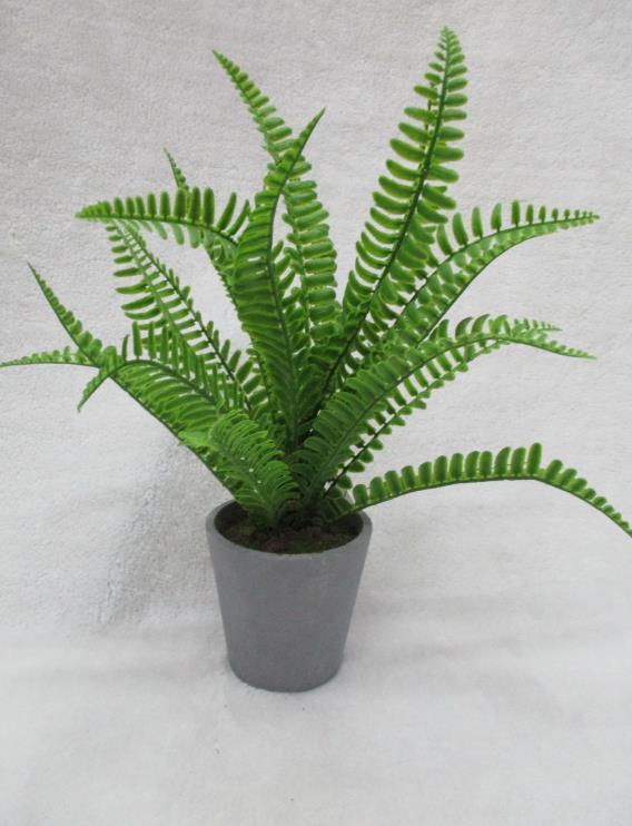 Potted Tropical Plants