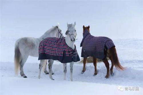 Winter Ribstop Solid Fabric for Horse Rug 08