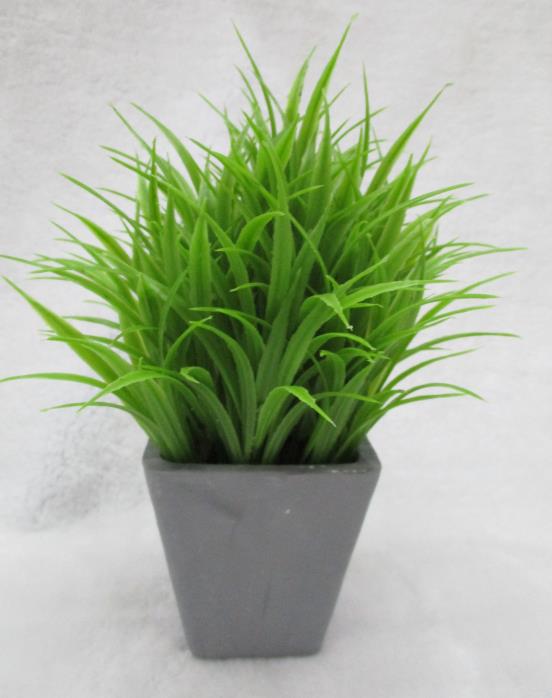 Potted Plants