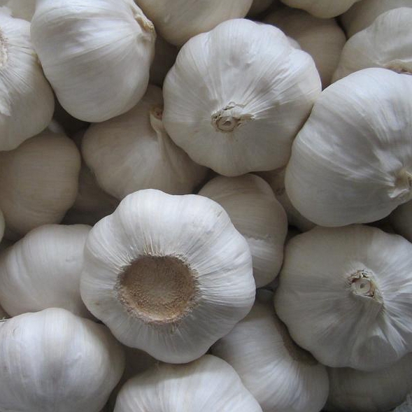 Pure White Garlic