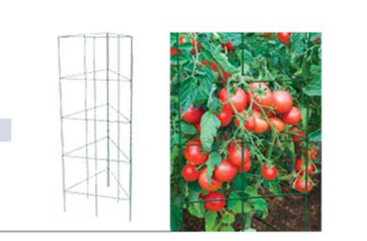 Tomato Trellis