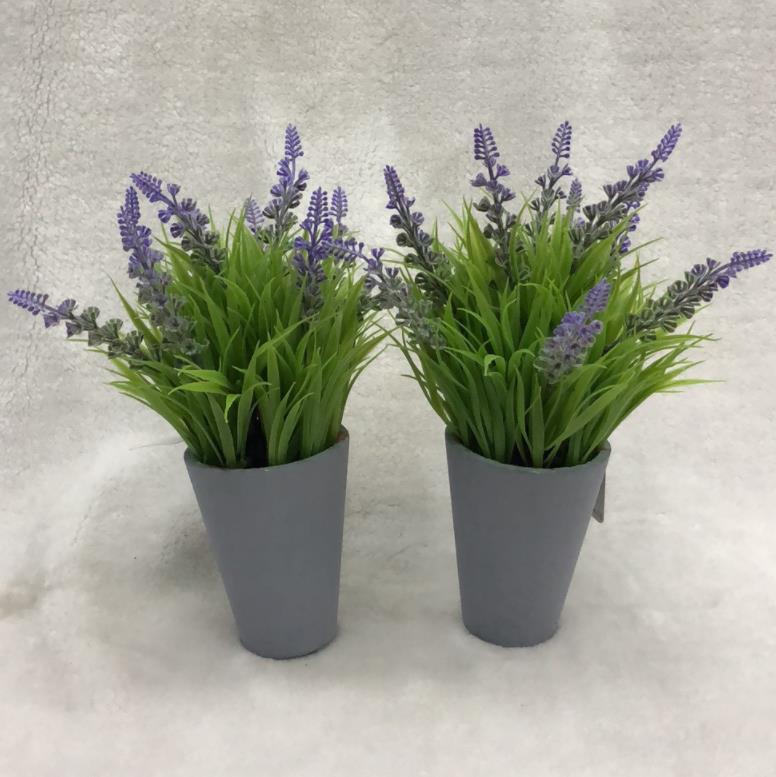 150#potted Lanvender