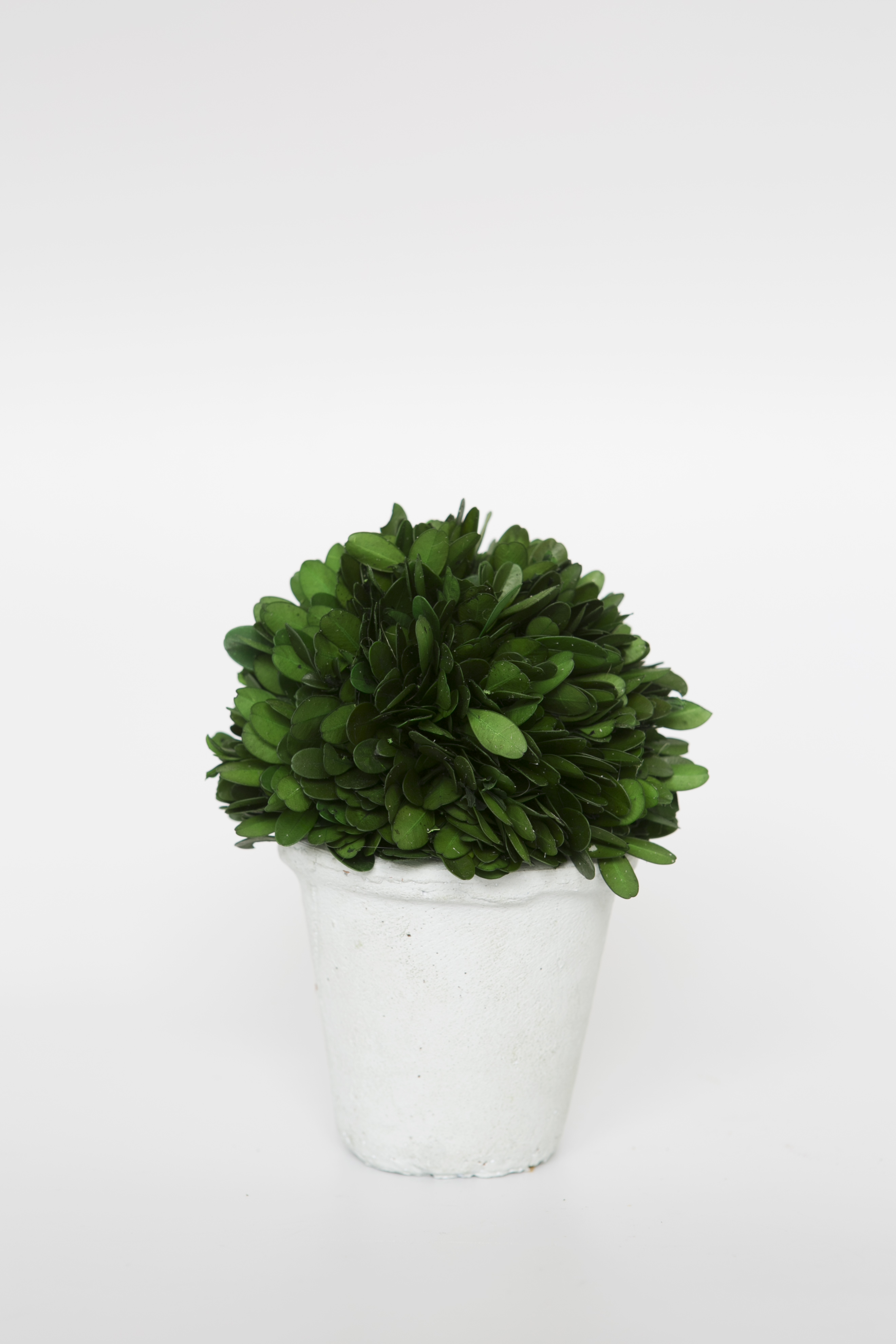 Preserved Boxwood