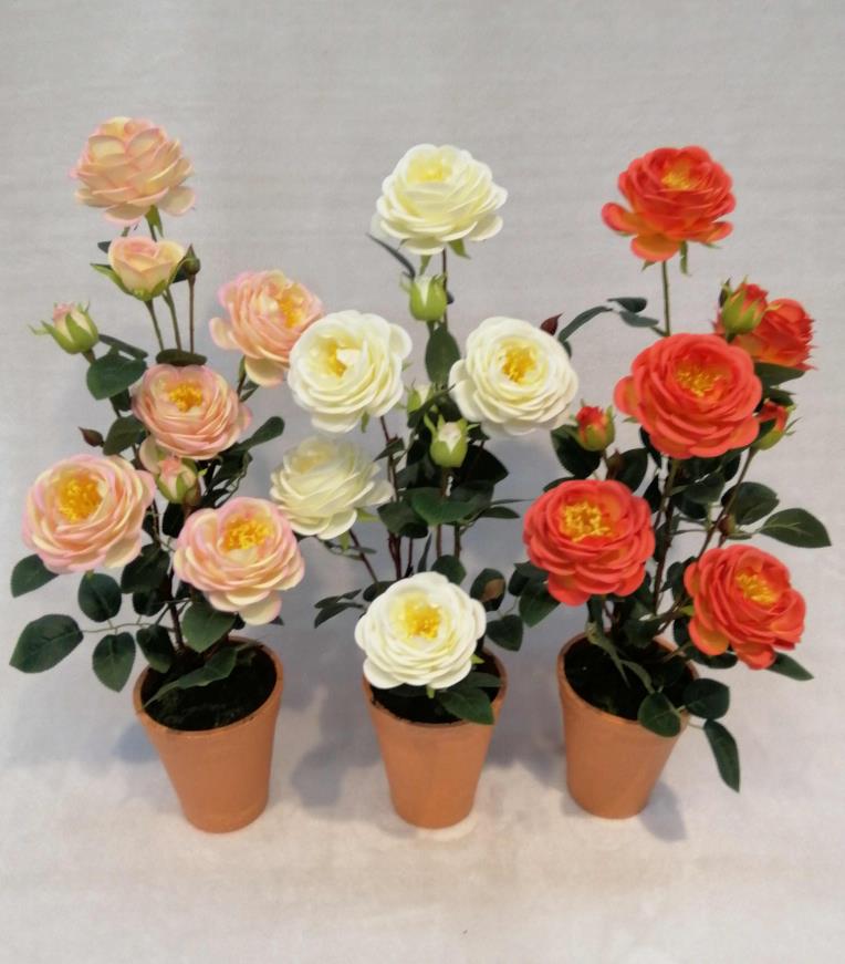 032# Potted 7h Tea Rose