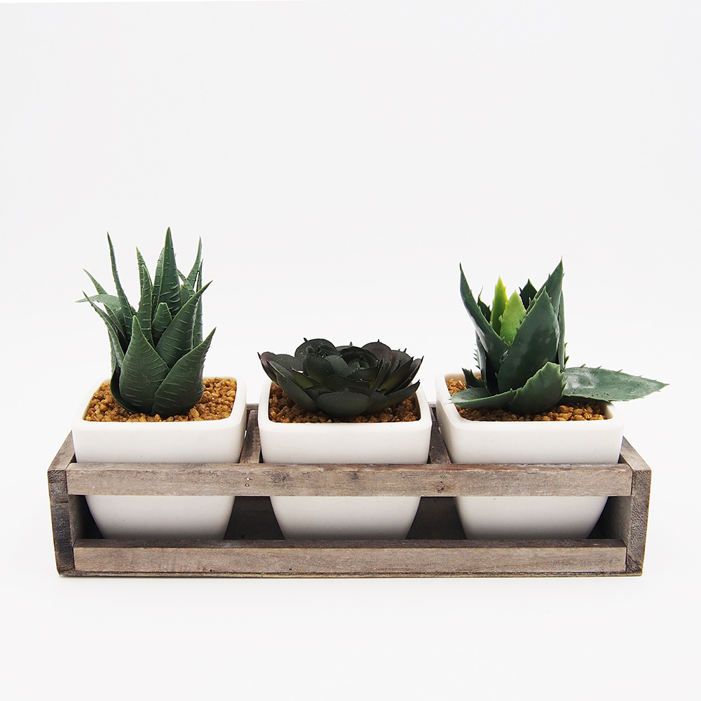 3pc succulent plant