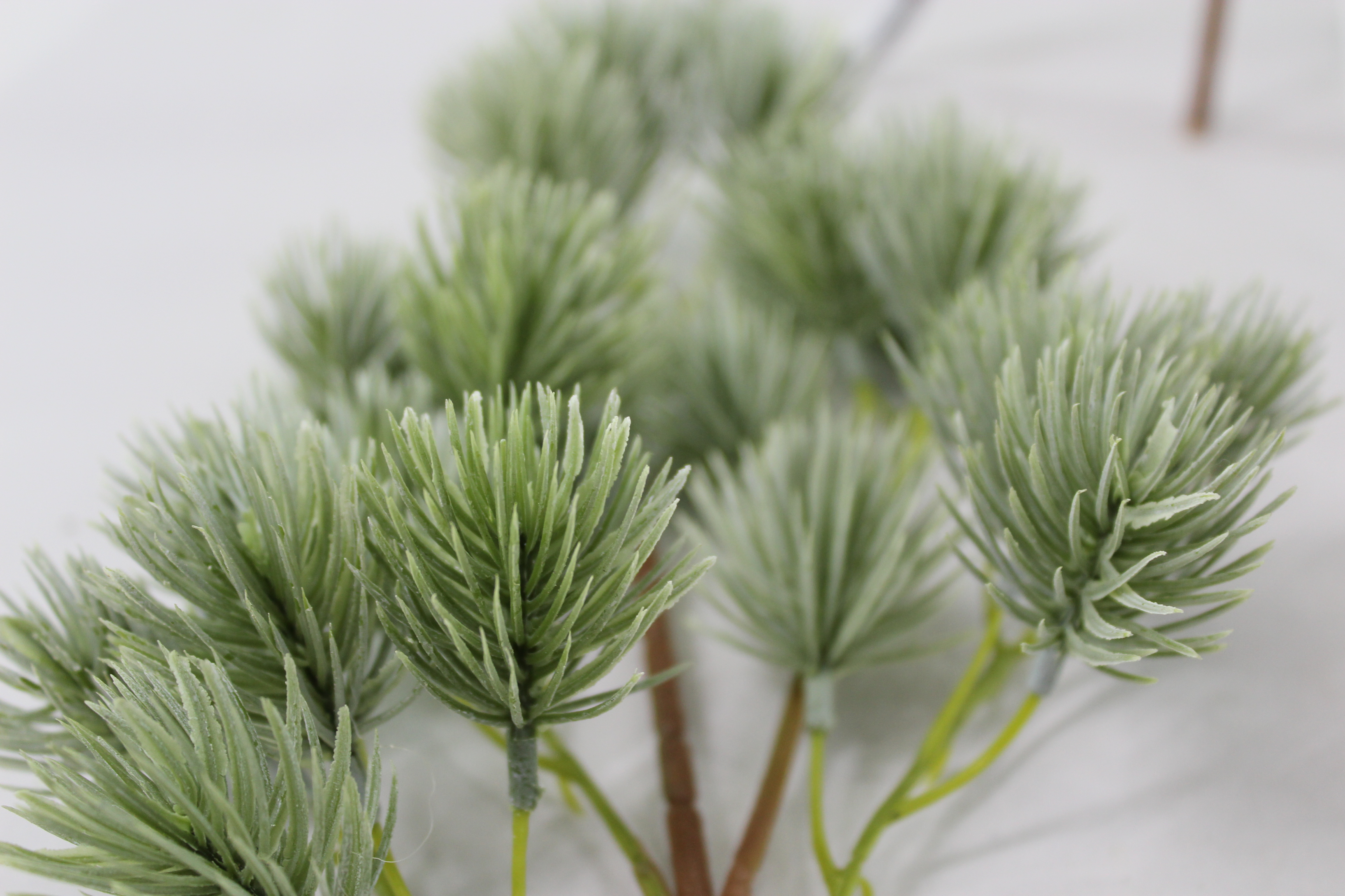 Pine branch