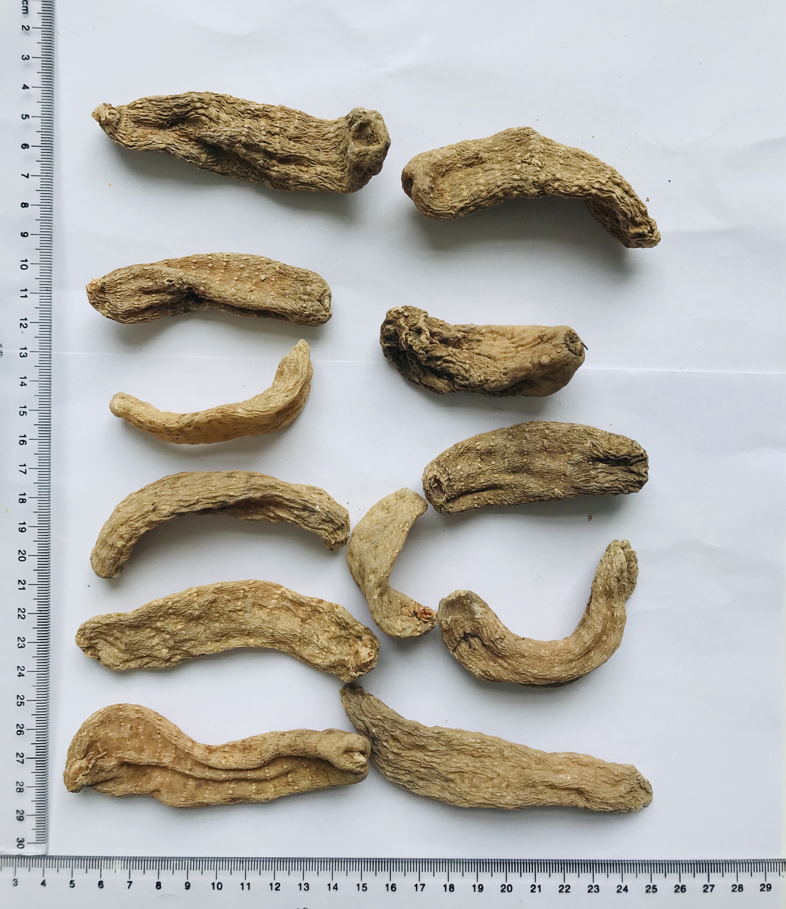 Tall Gastrodia Tuber