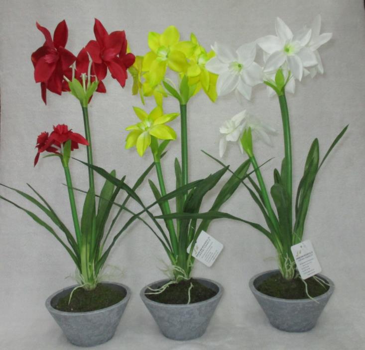 Potted Daffodil