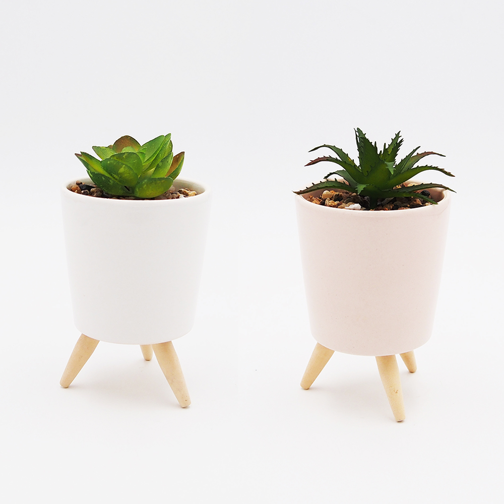 succulent plant