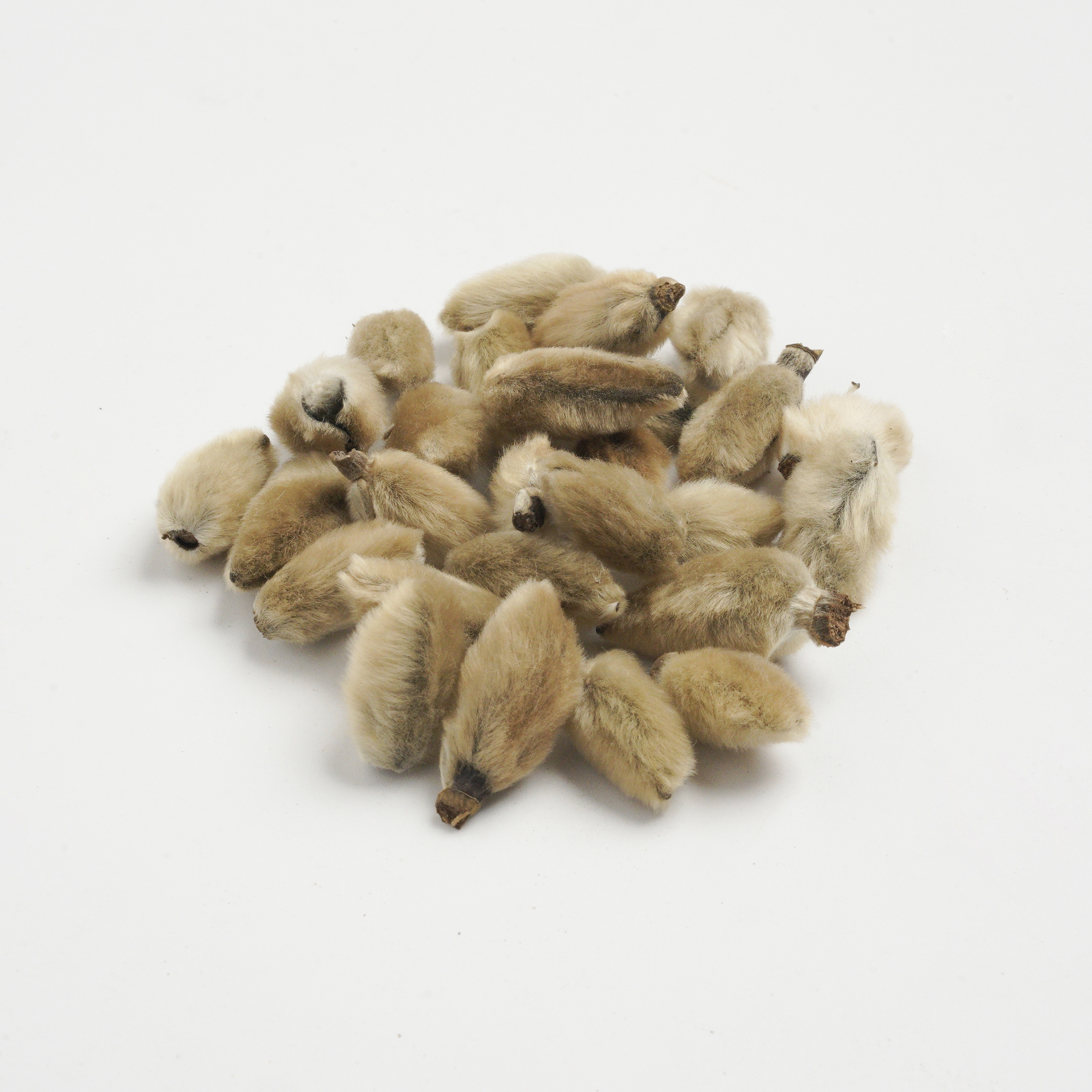 Flos Magnoliae